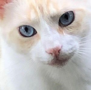 Meet your Posher, Ramona